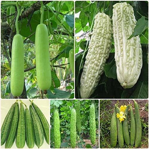 Ridge gourd, sponge gourd, bitter gourd Seed-image-27