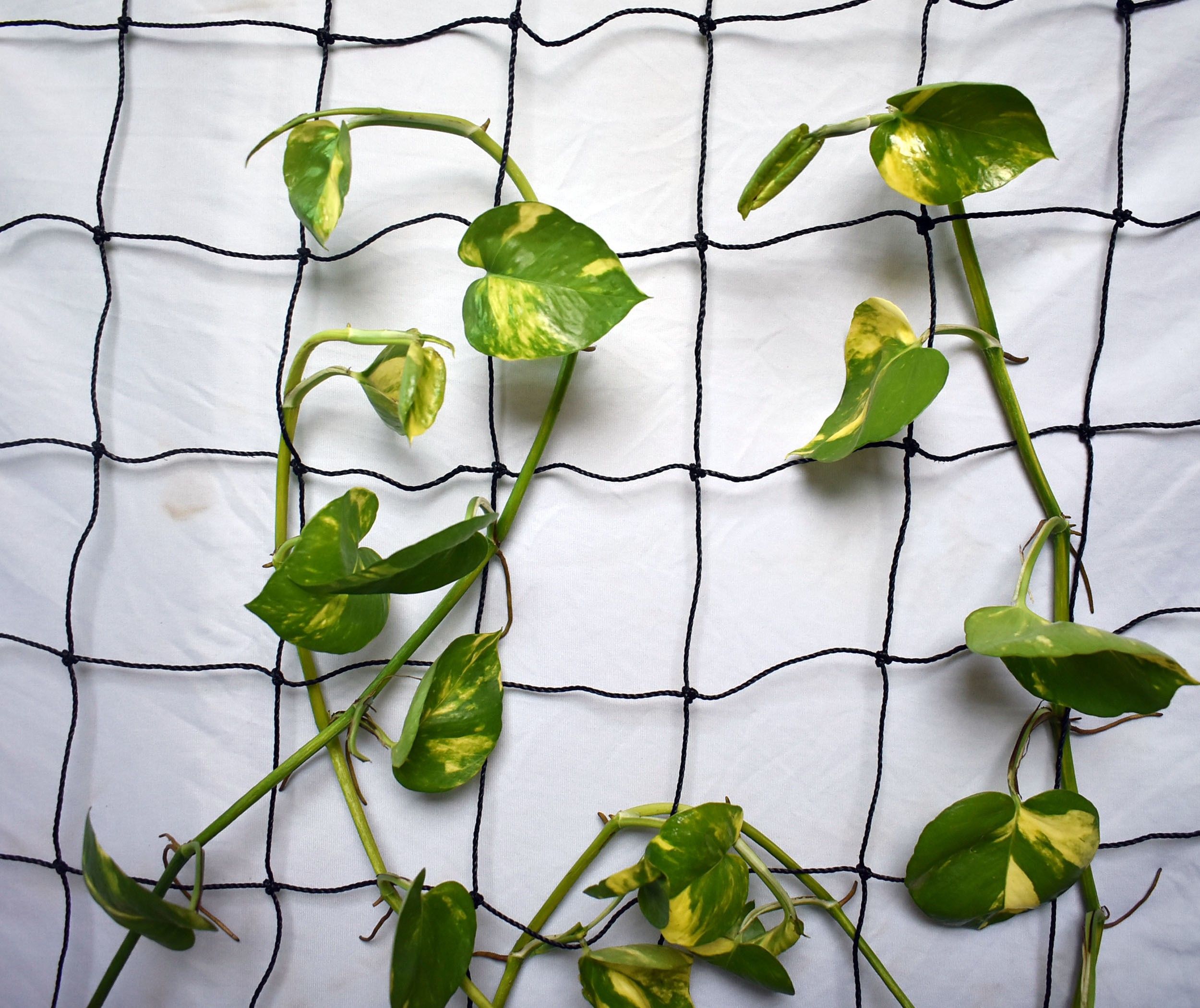 Plant Climbing net & Plant Trellis Netting Creeper Net - 6feet x 6feet Hiking Net