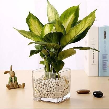 Glass Flower Vase, Bamboo Plant Vase, Home Decor Glass Vase-image-43