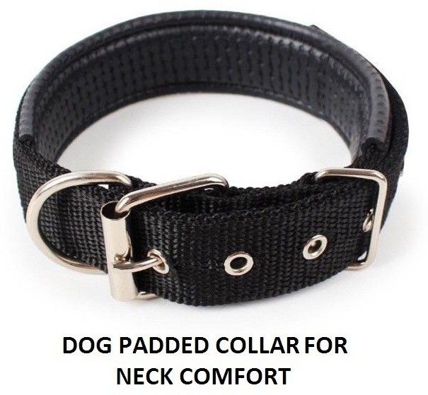 hachiko Dog Everyday Collar-picture-28