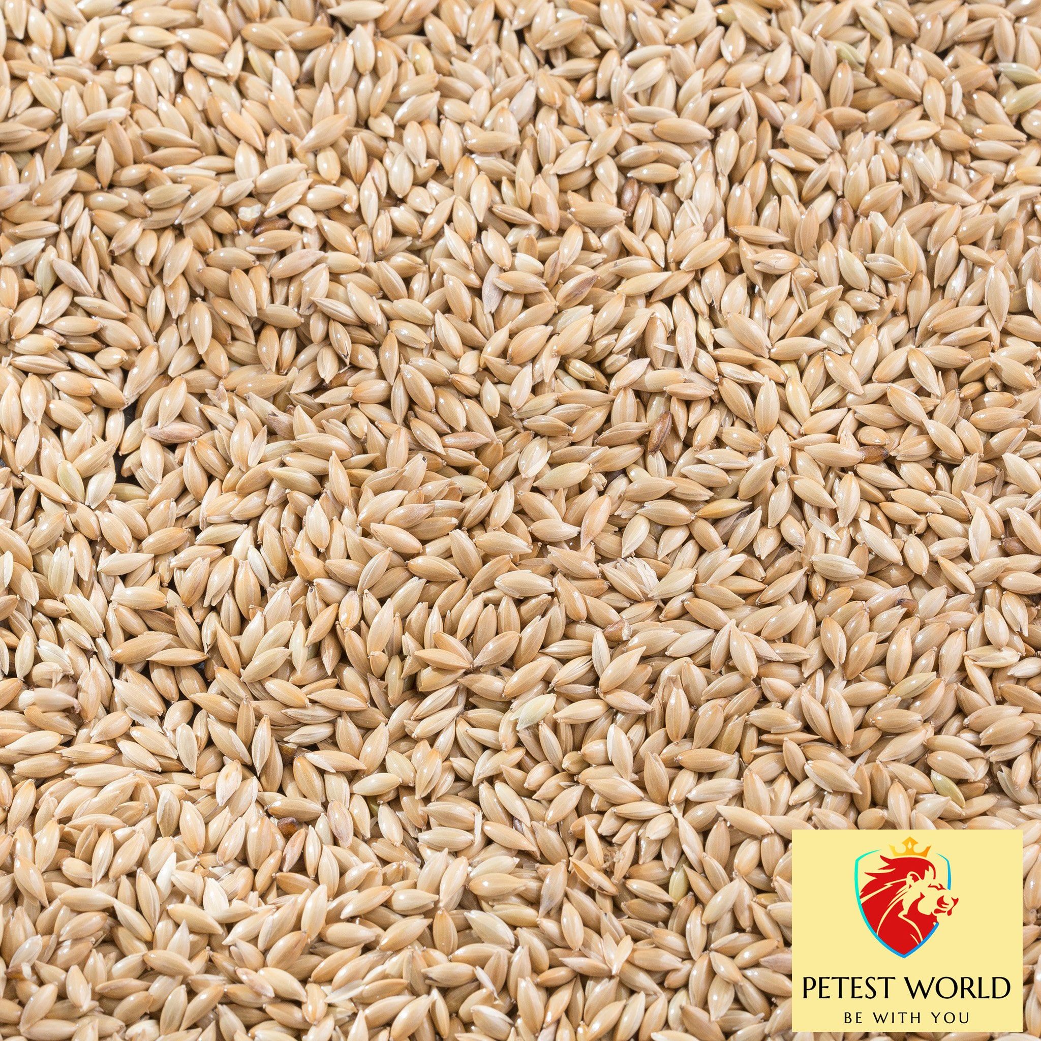 petest world CANARY SEED Vegetable 0.4 kg Dry Adult, Young, Senior Bird Food-picture-11