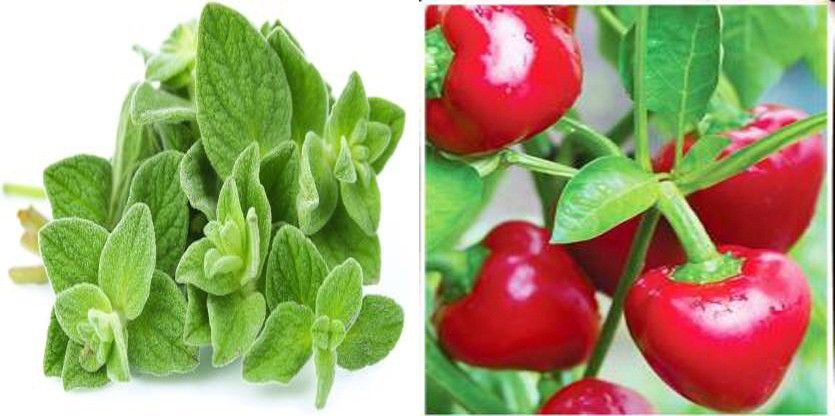 Chilli F1 Hybrid Red&Oregano (Italian Common Leaf) Microgreen Seed-image-8