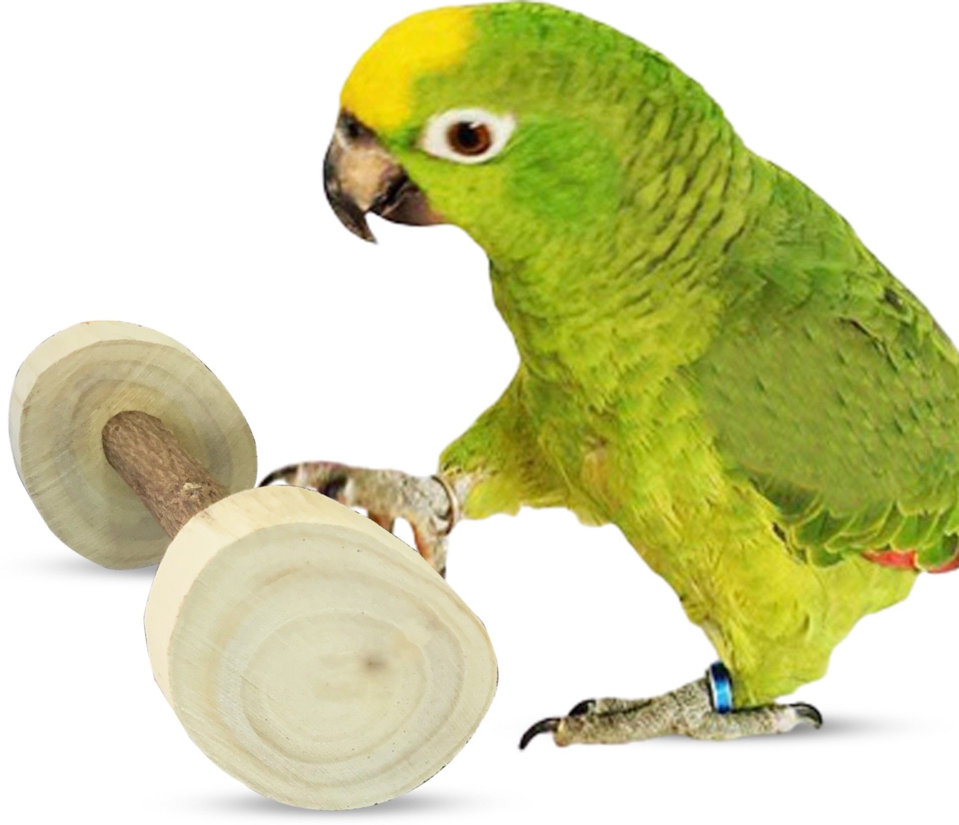 congo natural parrot treat Wooden Training Aid For Bird-picture-35