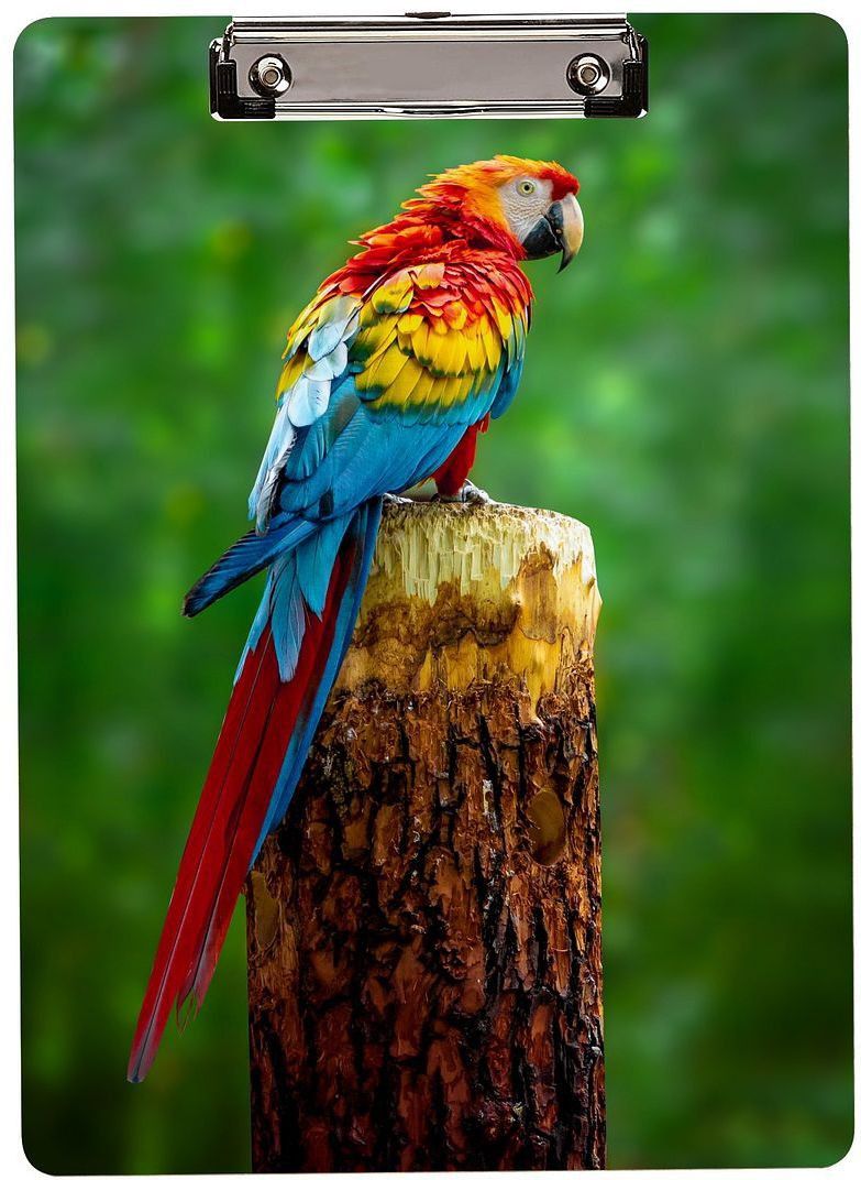 Beautiful Macaw Parrot Printed Wooden Exam Clipboard Writing Examination Pad_CV20-image-44