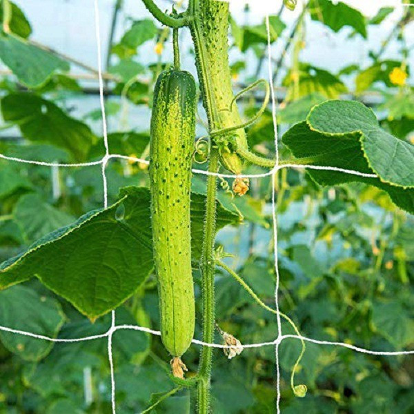 world net enterprise Plant Climbing & Plant Trellis Netting 6*9 feet Insect Net image 1