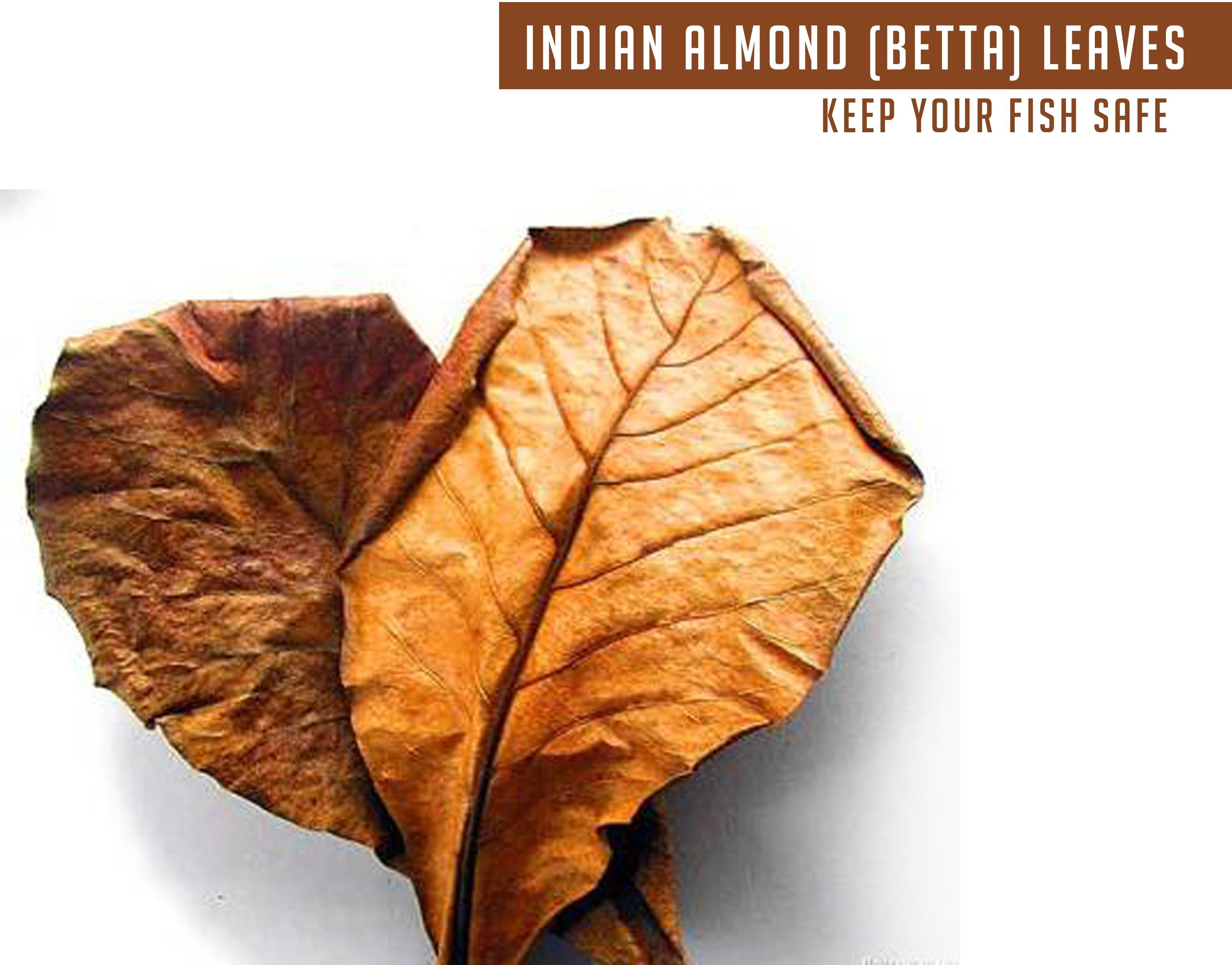 Almond Leaves Aquarium Fish Food Natural Dried Leaves Aquatic Plant Fertilizer Aquatic Plant Fertilizer