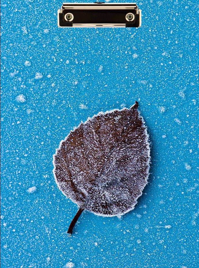 wallpaperroll Blue Leaf Sparkle Reprint Clip Board Exam Pad (14x9.5 Inches)-picture-14