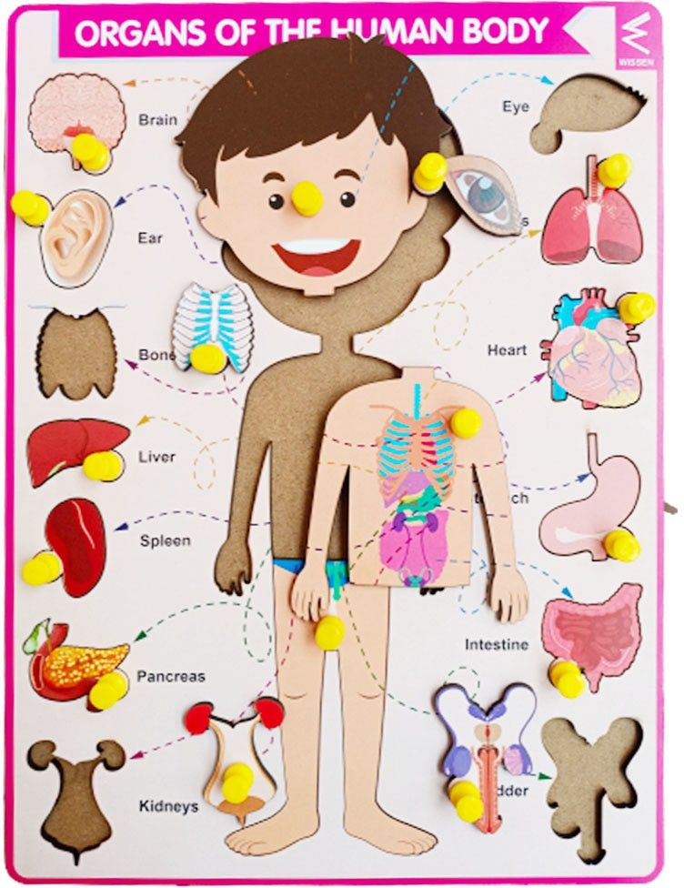 wissen Parts of Body with Internal Organ wooden peg board puzzle-picture-9