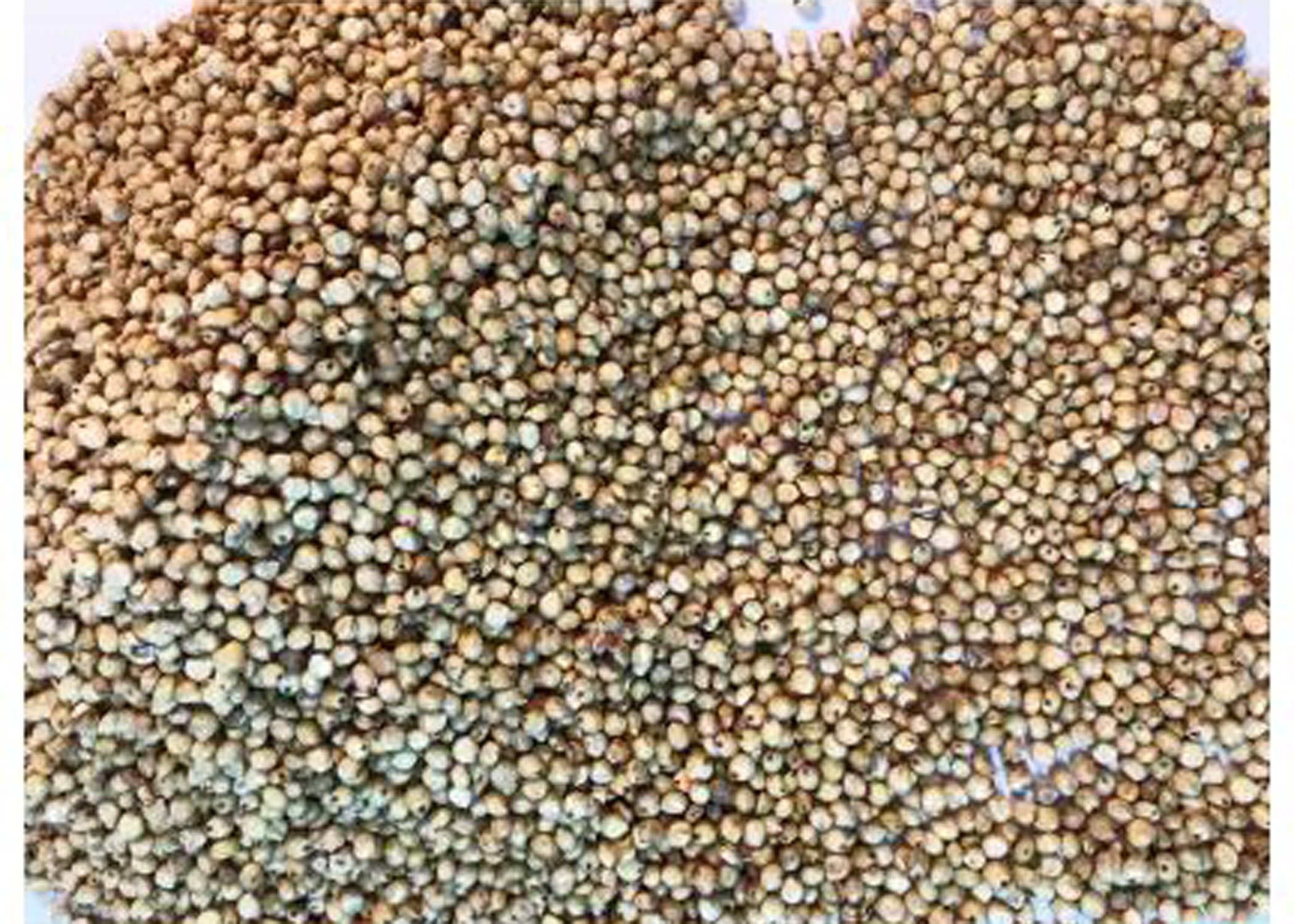 unik Pure Natural Bajra/Kambu Grains for all Birds Food Nuts 1 kg Dry New Born, Young, Adult, Senior Bird Food-picture-28