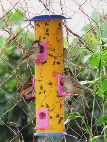 amijivdaya 6 Nozzle Metal Designer Window Bird Feeder-picture-4