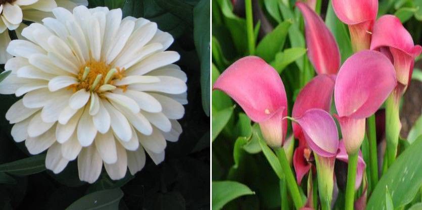 Zinnia white & stock Seed-image-18