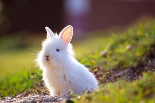 wild Rabbit animal paper poster ( poster 12X18 Inch Rolled ) Paper print paper poster Paper Print-image-28