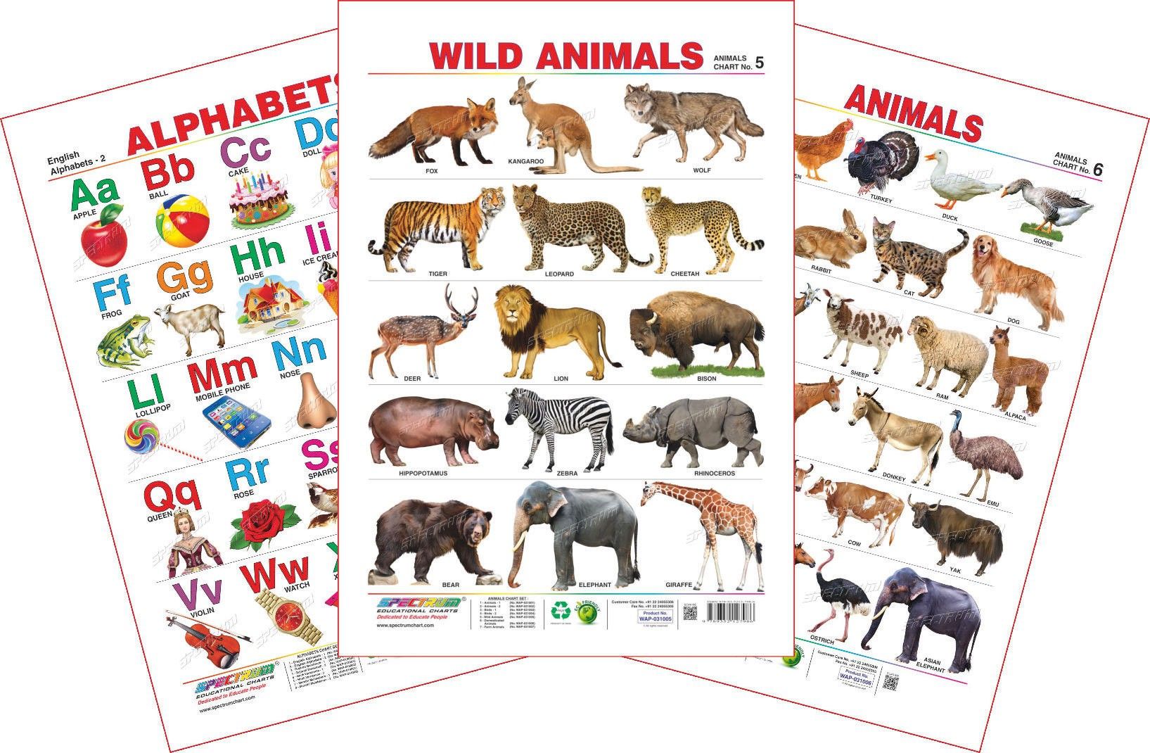 Set of 3 Educational Wall Charts (English Alphabets, Wild Animals & Domestic Animals)-image-18