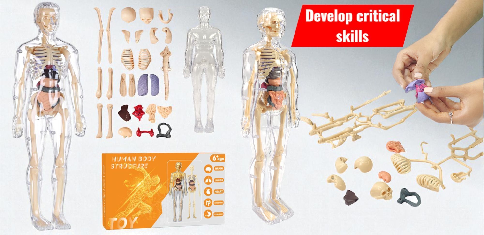speedfox New One Transparent Human Model Toy – Realistic Organ Structure DIY Puzzle Kit-picture-21