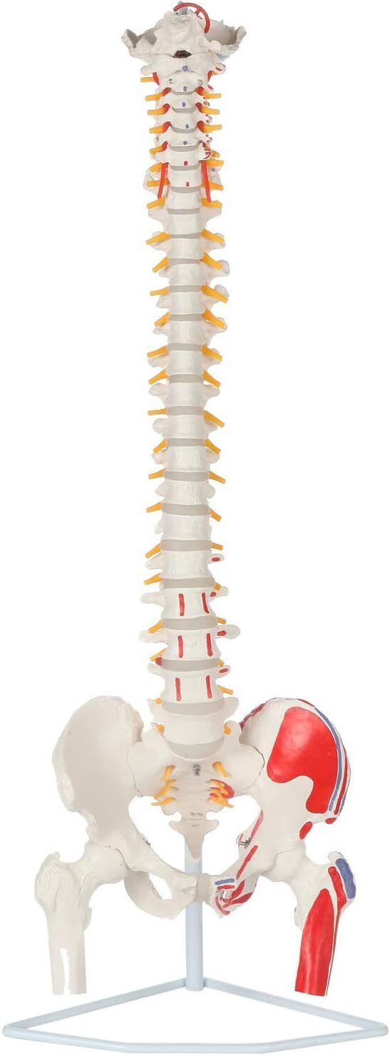 36" Life-Size Painted Flexible Human Spine Model with Stand