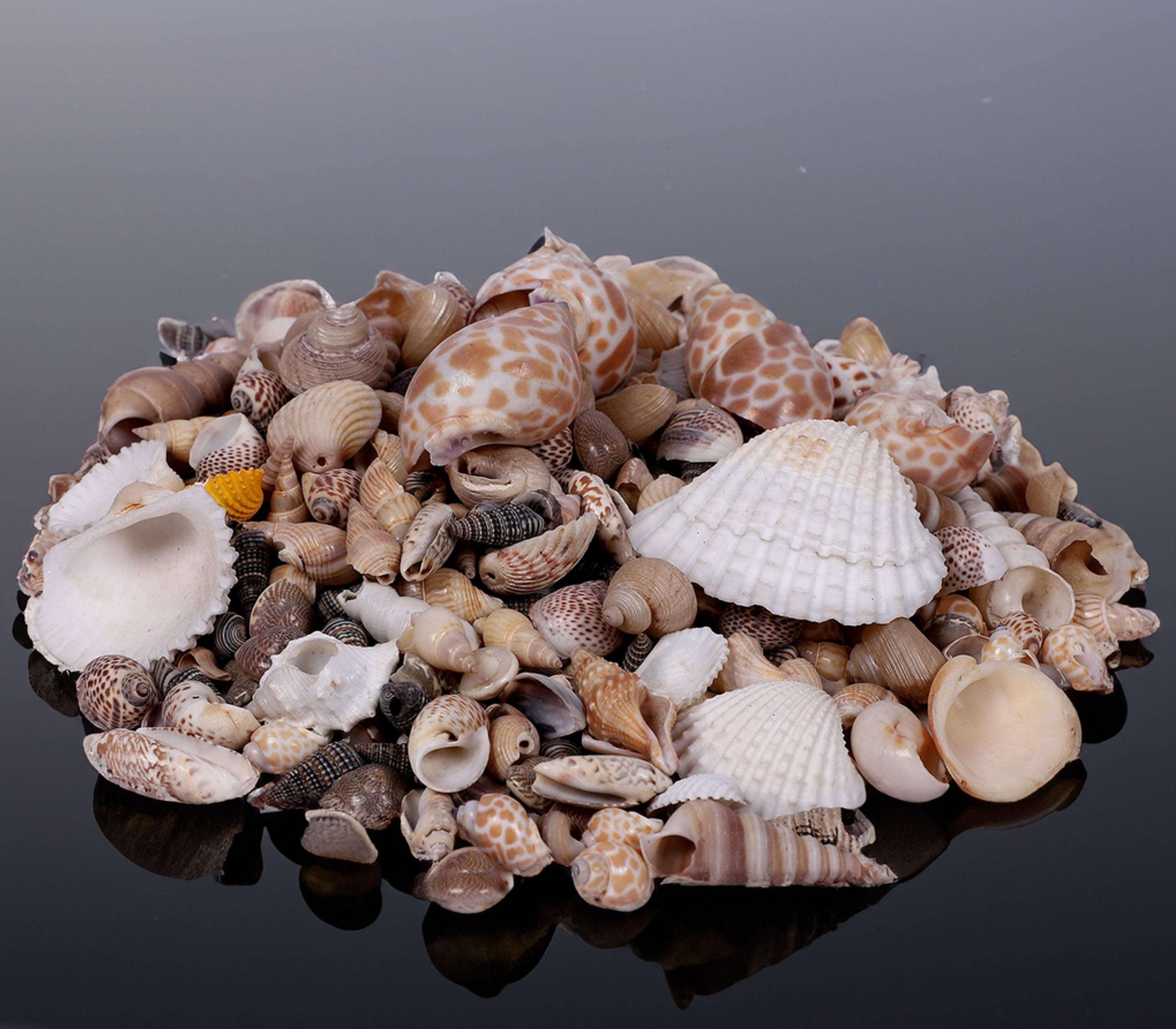 Sea Shells Aquarium Sea shale Home Decoration Used Aquarium & craft H31 Shale Unplanted Substrate-image-6