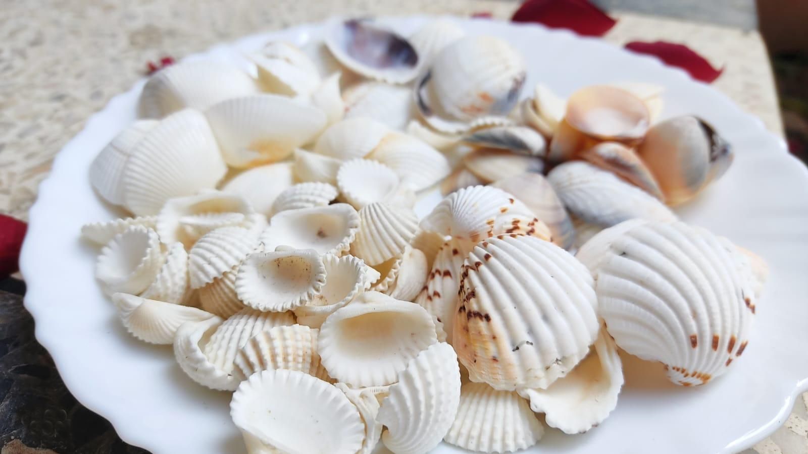 5 Type White Sea Shells for Craft, Aquarium & Home Decoration | Mixed Shapes Shale Unplanted Substrate-image-20