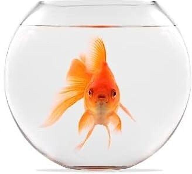 8 Inchi without coller @a3 Round Ends Aquarium Tank-image-4