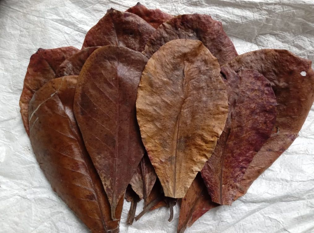 Indian Almond Leaves Dried, Aquarium fish food/ Water Conditioner Aquatic Plant Fertilizer