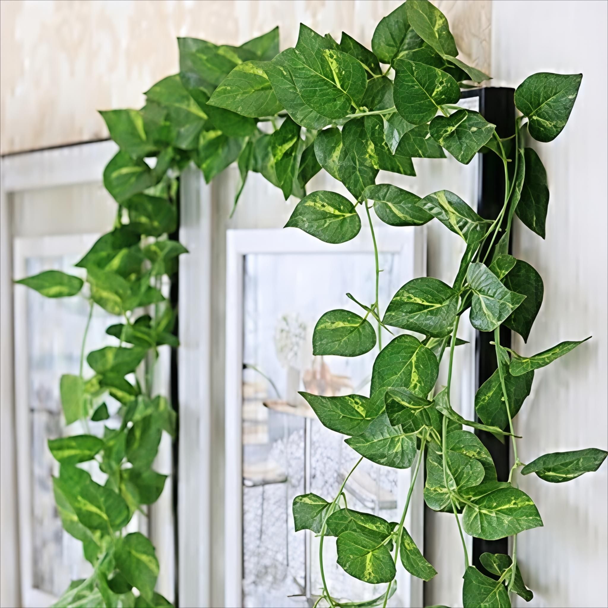 Artificial Money Plant Creeper Vine for Wall Hanging Home Balcony Decor Set of 2 Artificial Plant-image-8