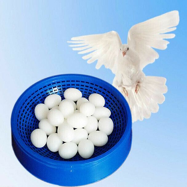 g p s 10 Pcs Fake Egg for Hatching Supplies Caged Bird Feeder-picture-15