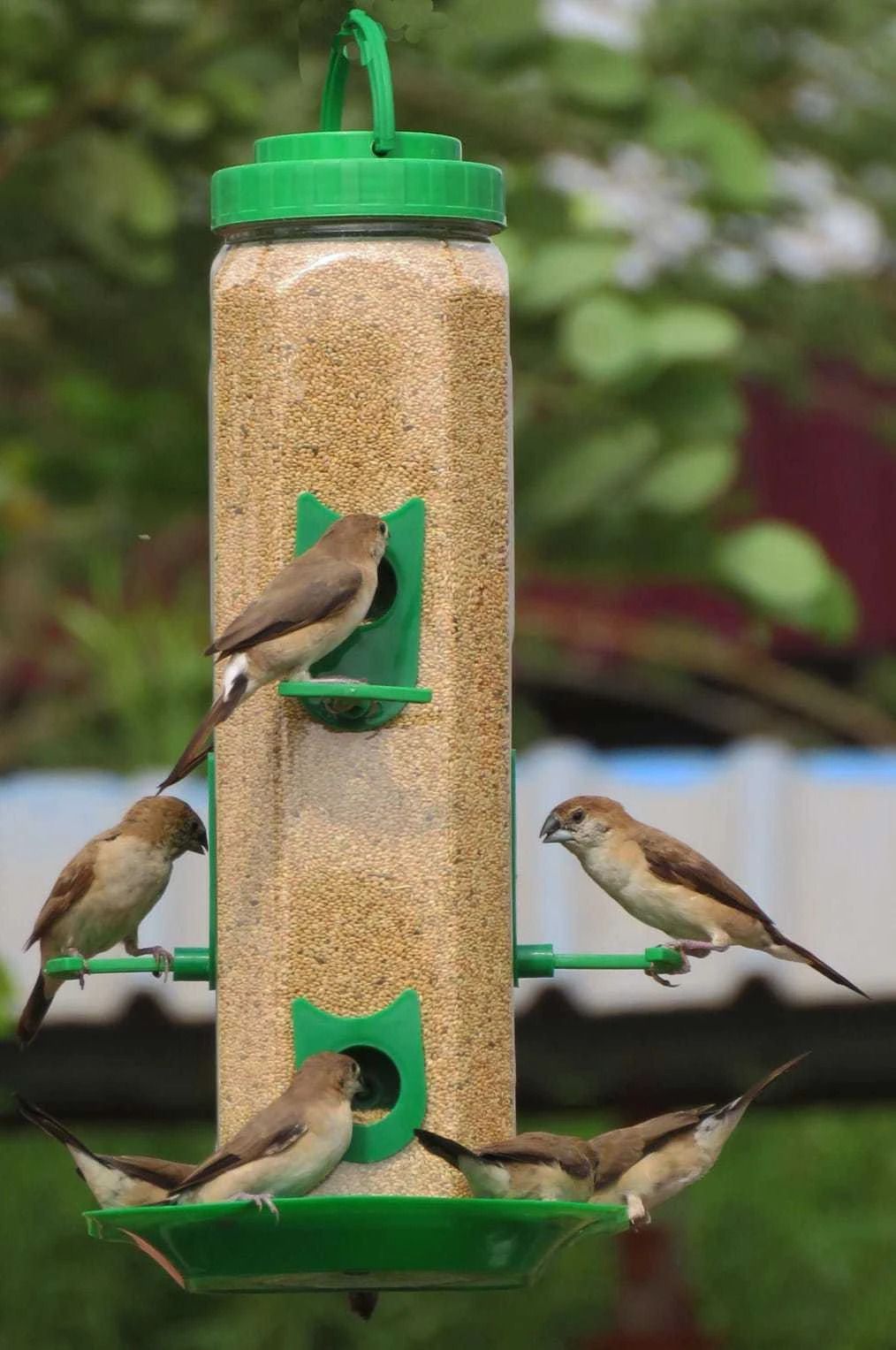 Window Bird Feeder-image-0