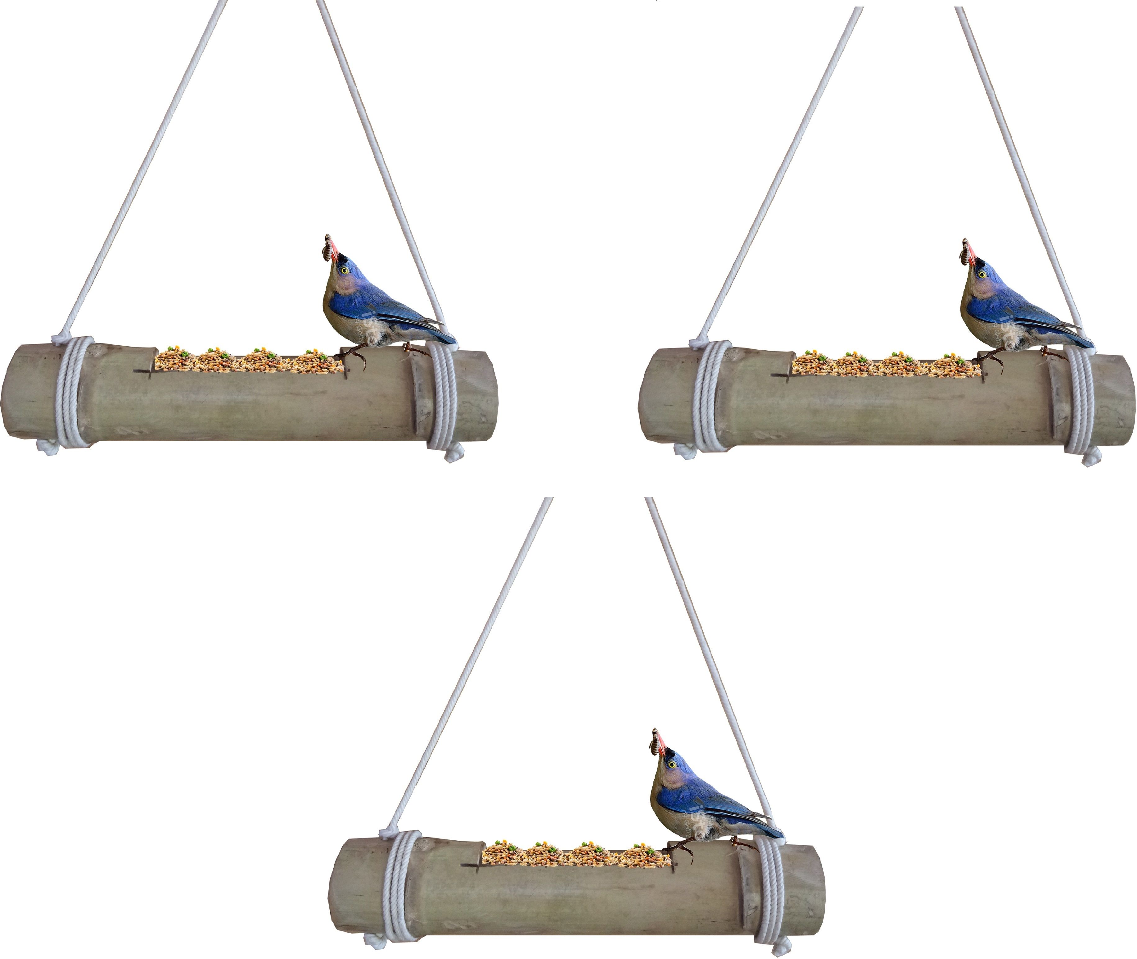 rare oceans Bird Feeder for Birds Natural Bamboo Made (Pack of 3) (Green to Pale Yellow) Caged Bird Feeder-picture-35