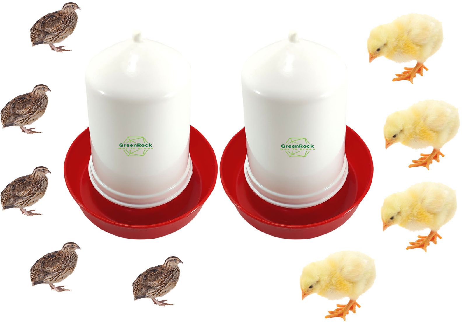 greenrock Chick & Quail Food Feeder & Drinker Combo 500 grams capacity (Pack Of 2) Common Bird Feeder-picture-13