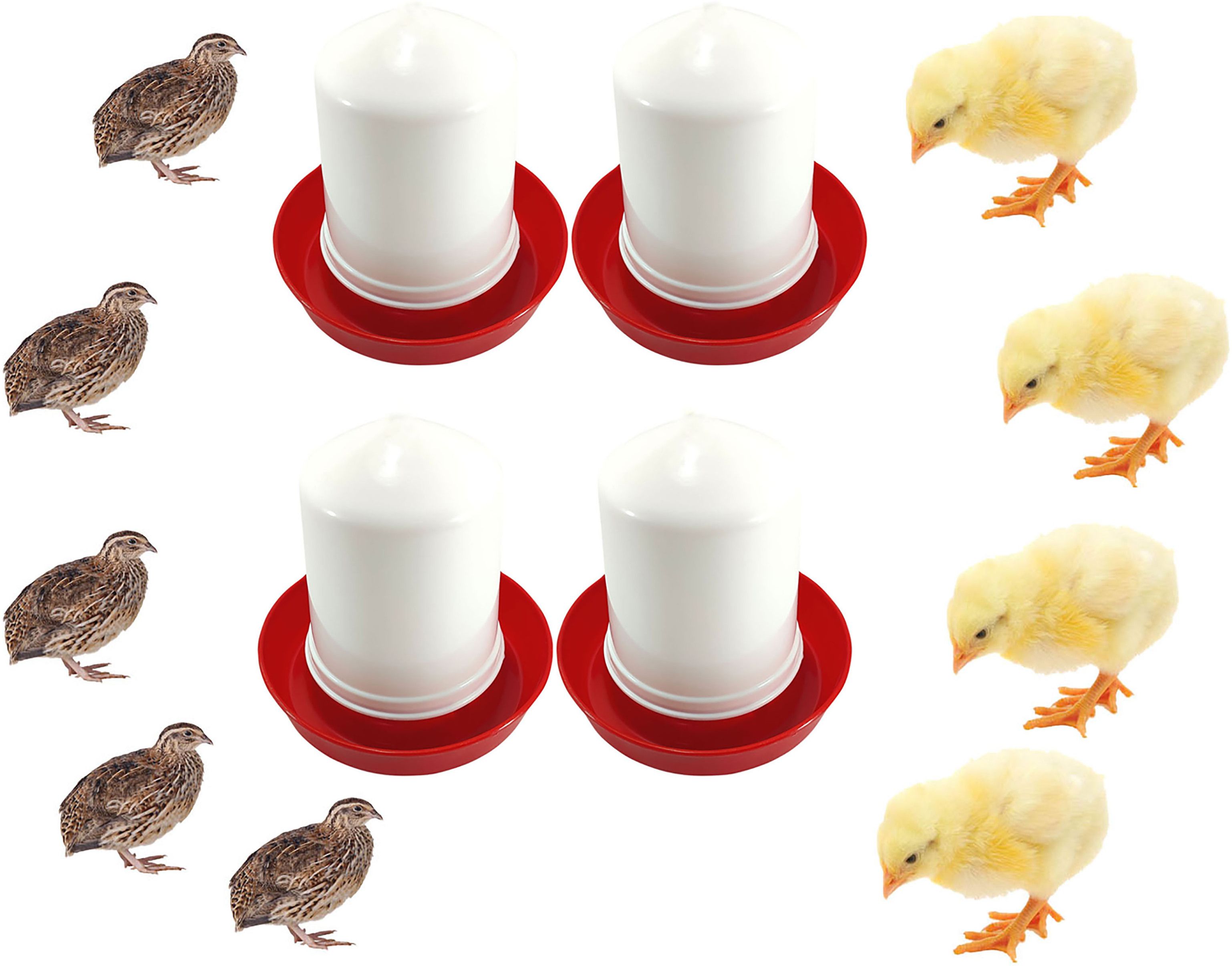 greenrock Chick,Quail & small birds Food Feeder & Drinker Combo 500 gram (Pack Of 4) Common Bird Feeder-picture-12