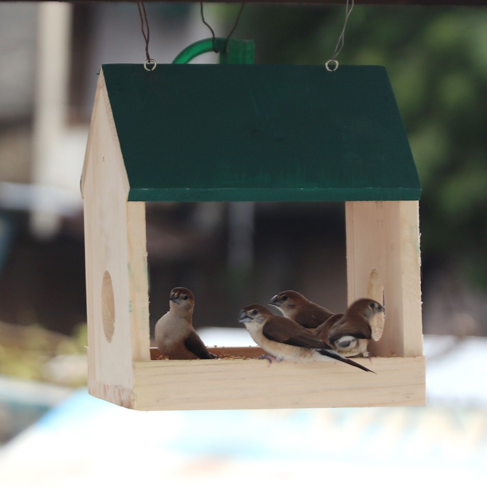paxidaya 1 Bird House-picture-16