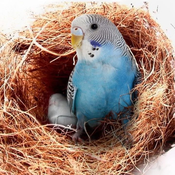 mashki 200 Grams Coconut Loose Fiber Bedding Substrate Laying Eggs for Birds Nest Cages Bird House-picture-41
