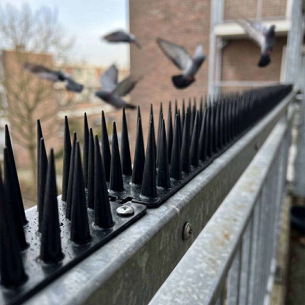 choibando Bird Spike-picture-33