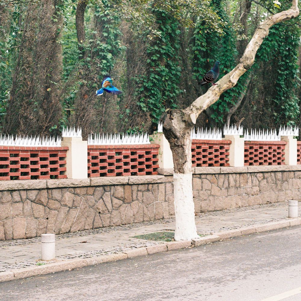 choibando Bird Spike-picture-1