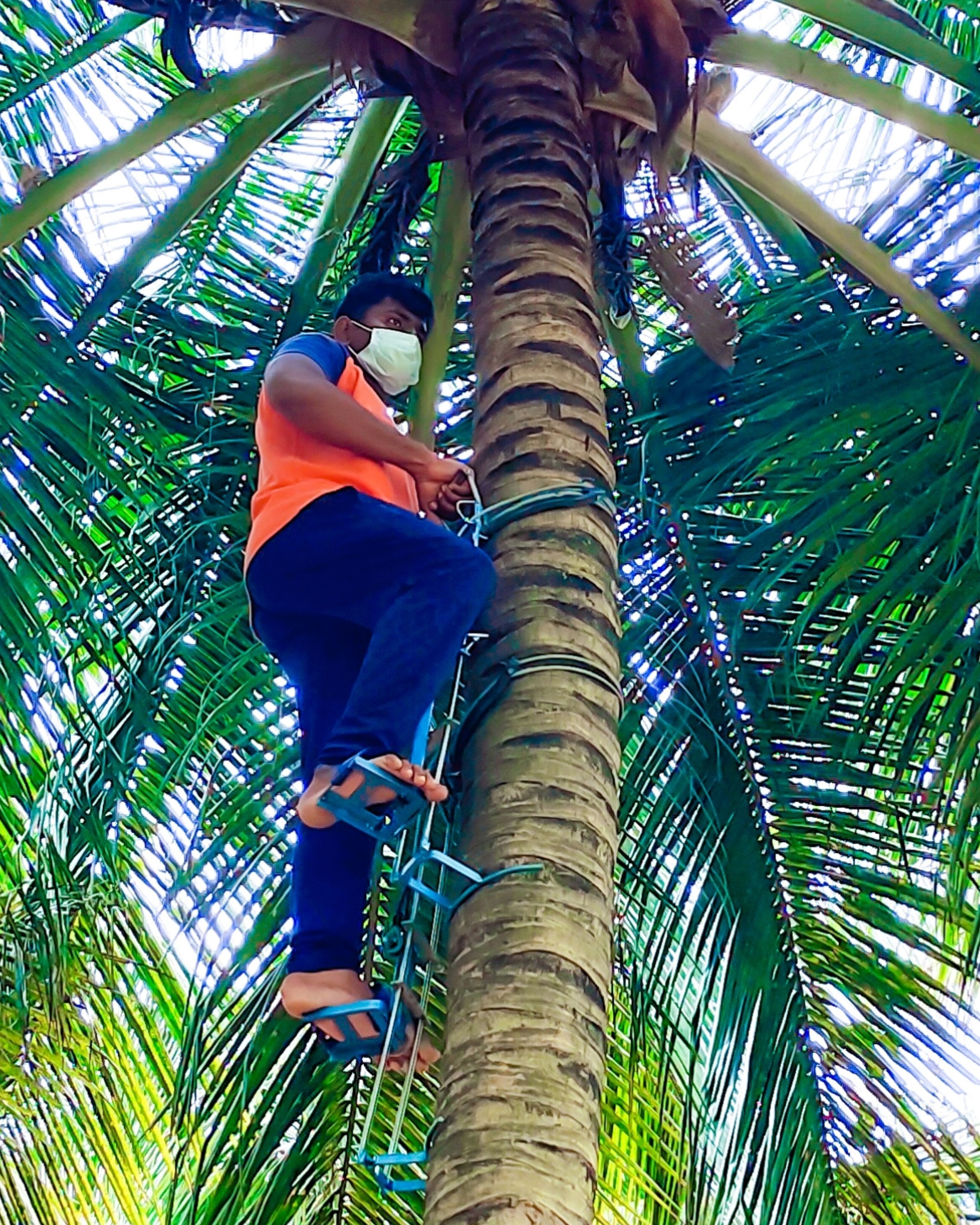 sara Heavy duty Coconut tree climbing machine 02 Climbing Hold-picture-15
