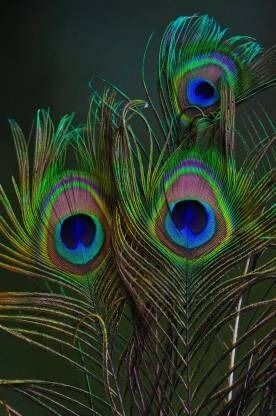parnaira Pack of 12 Decorative Feathers-picture-0