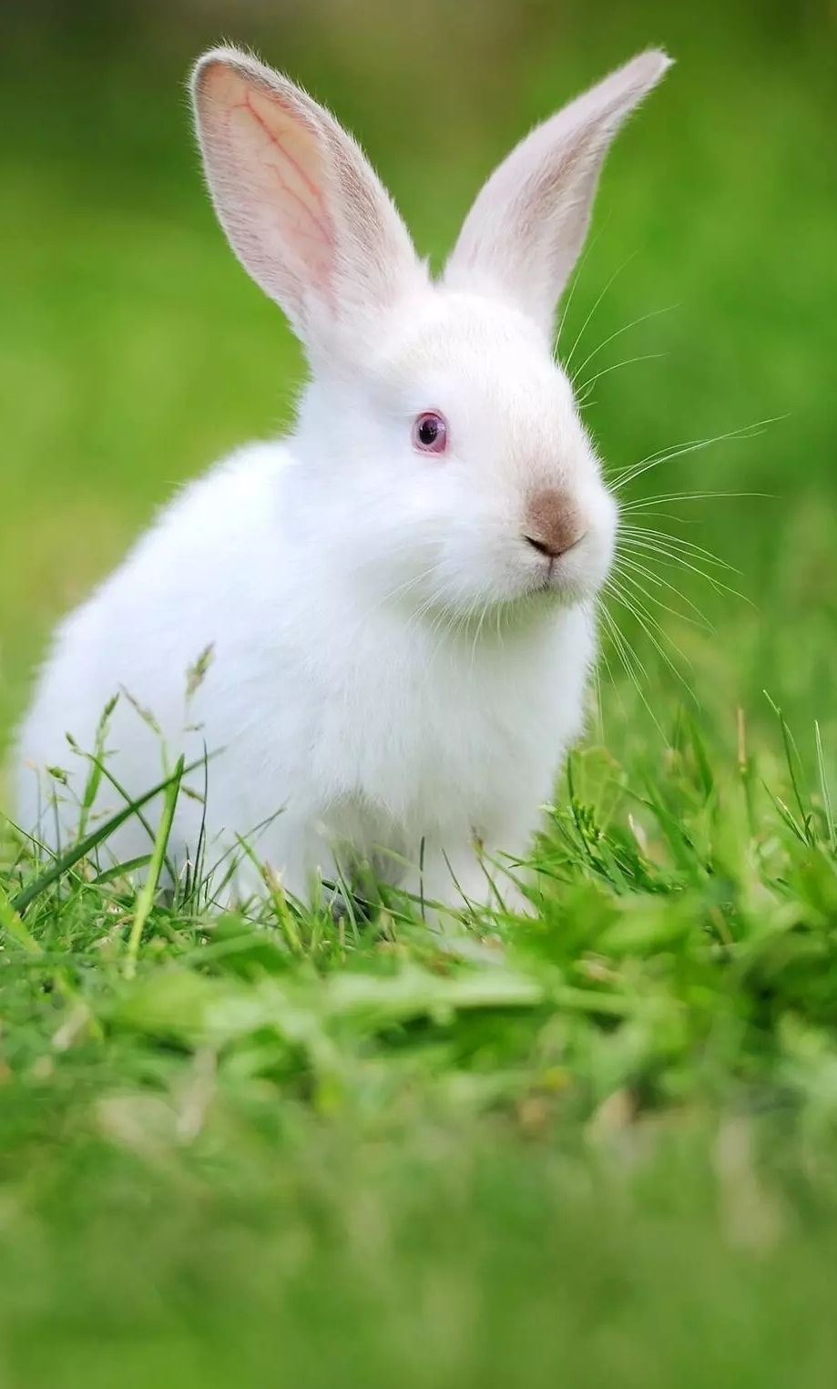 pop mart Limited Edition Labubu Cola Character Doll Fun Gift for All Ages-picture-10