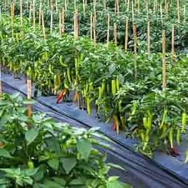 30 Micron 4 Feet Mulching Sheet/ 400 Meter Length- 4 Feet Width Garden Mulch