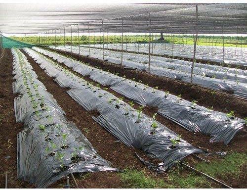 Mulching Film 25 Micron 3.25 feet Length-400meter Garden Mulch