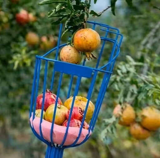 Fruit Picker Head | Fruit and Mango Plucker Basket for Tree Harvesting Garden Garden Tool Kit-image-14