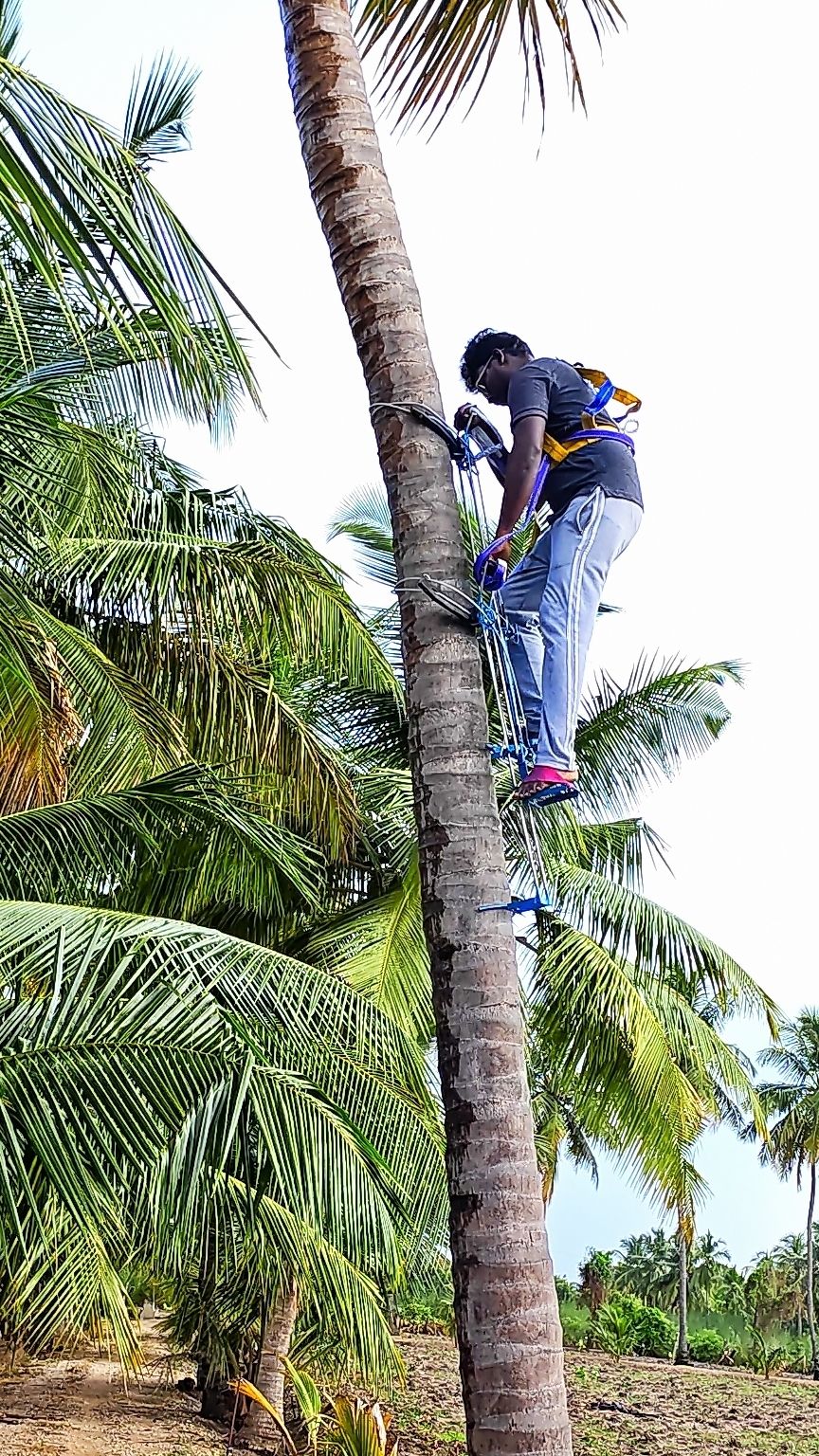 sara Heavy duty Coconut Tree Climbing Tool With Safety Harness Climbing Harness-picture-19
