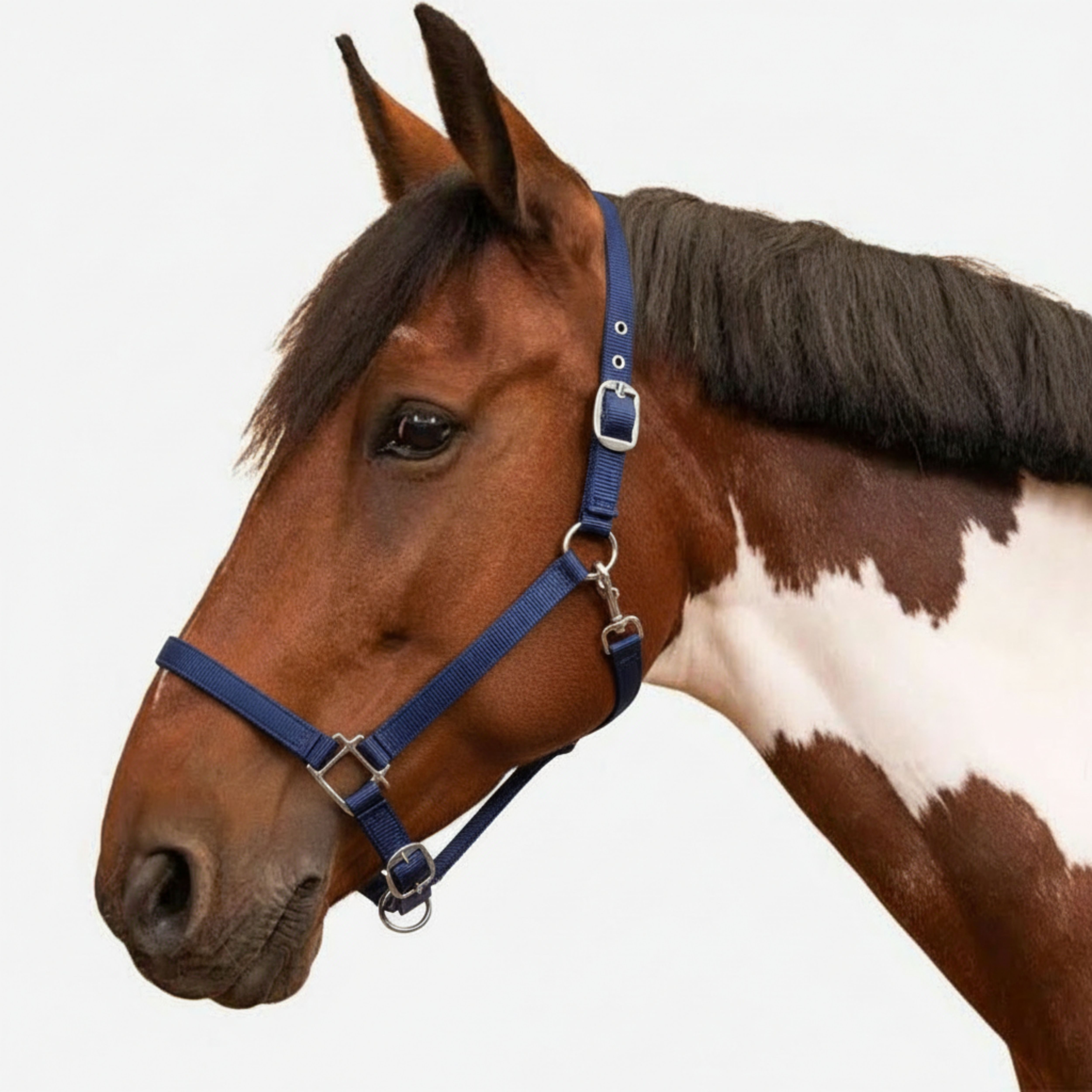 zoowill Halter Horse Bridle-picture-19