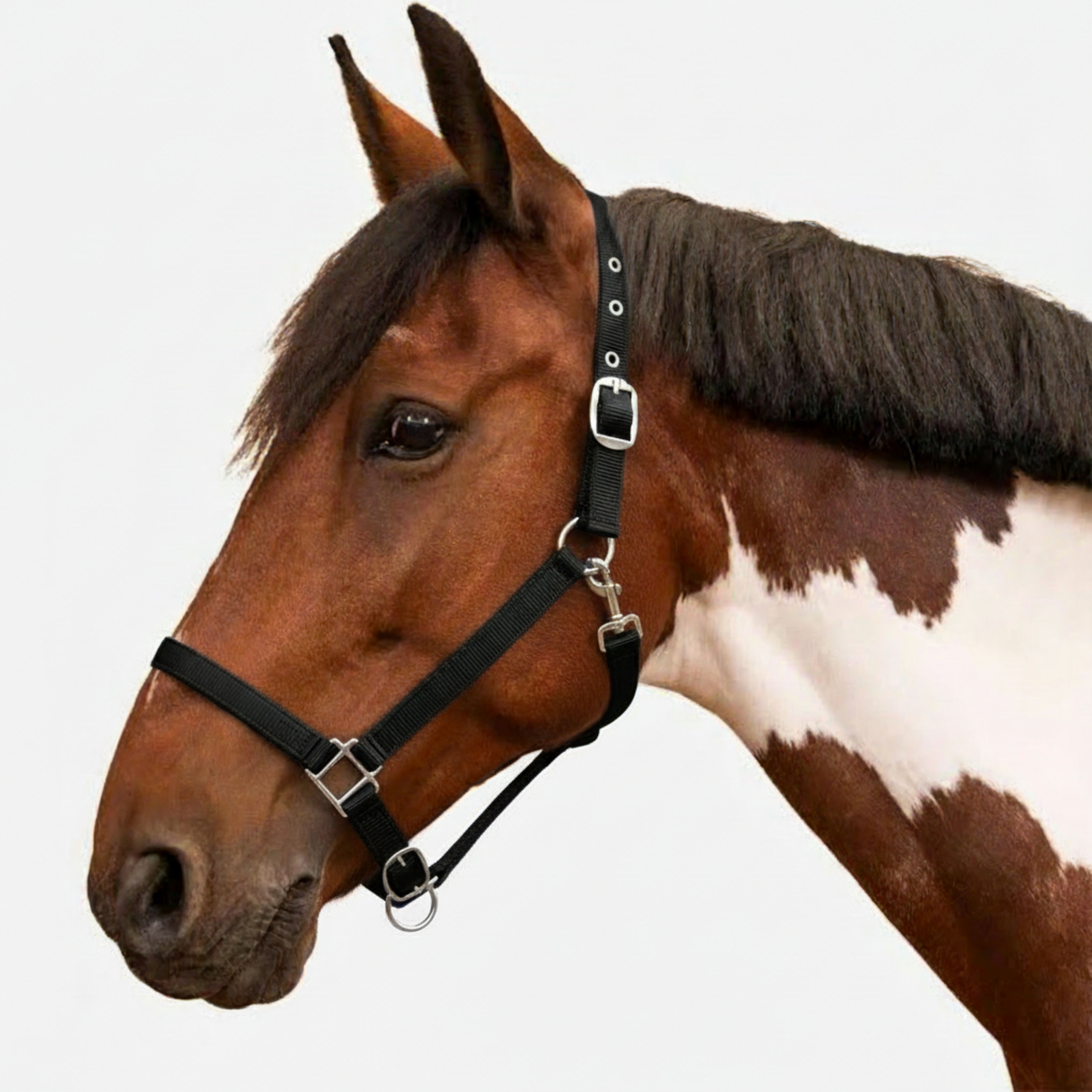 Halter Horse Bridle-image-39