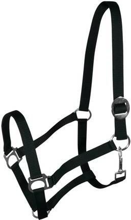 Halter Horse Bridle