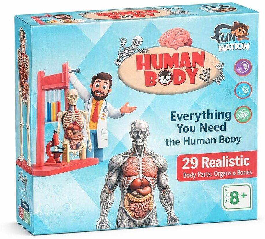 Human Anatomy Model Kit-image-16