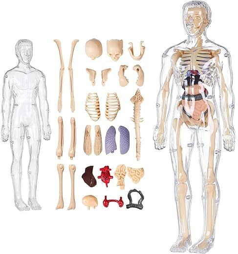Human Body Structure Model Toys for Kids | 3D Body Organs & Skeleton Model-image-20