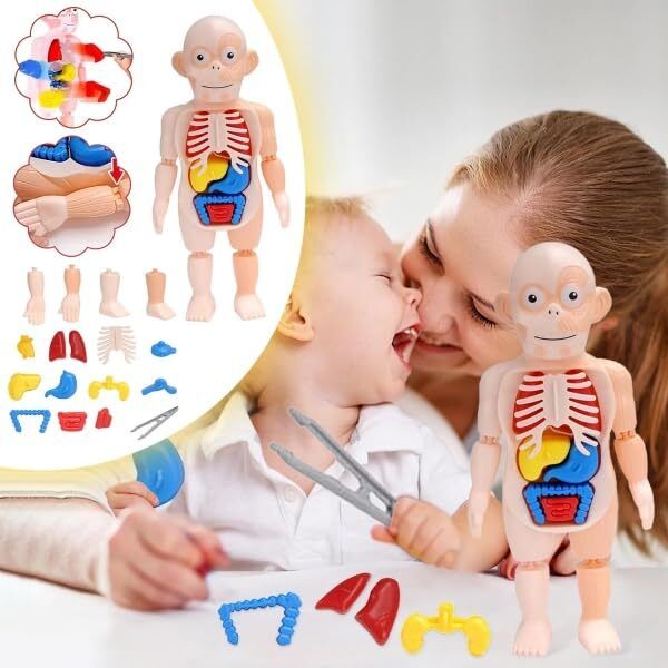 ji and ja Kids Human Body Model Toy Set Detachable Human Organs Model-picture-14