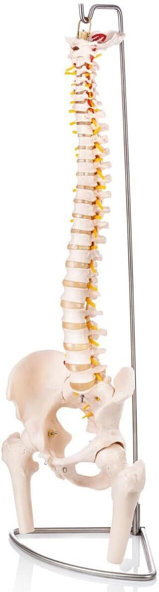 labgo Human Spine Mode 85cm Tall Life Size With Femur Heads Become Expert-picture-1