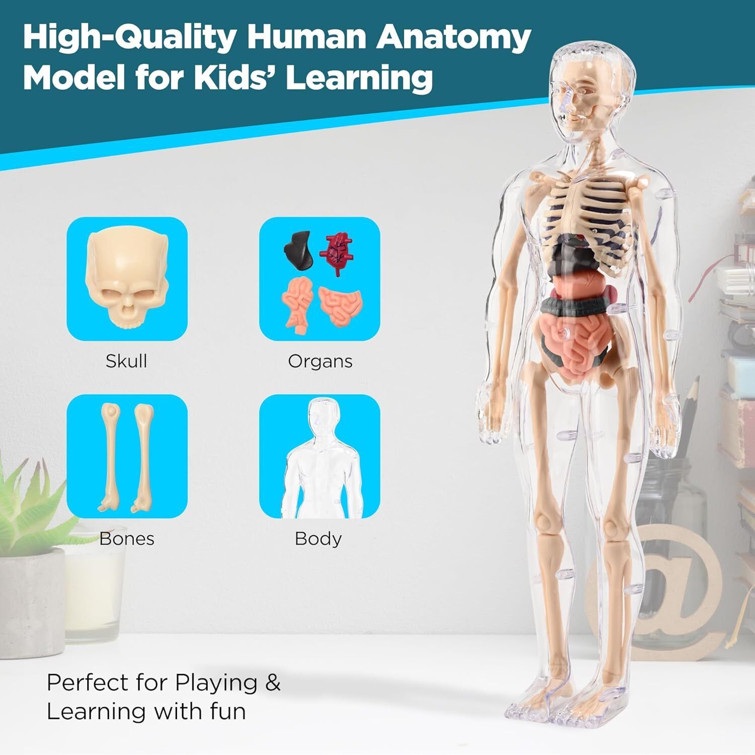 helistr Human Body Model for Kids Fully Transparent skeleton Body Figure 3D Anatomy Kit-picture-27