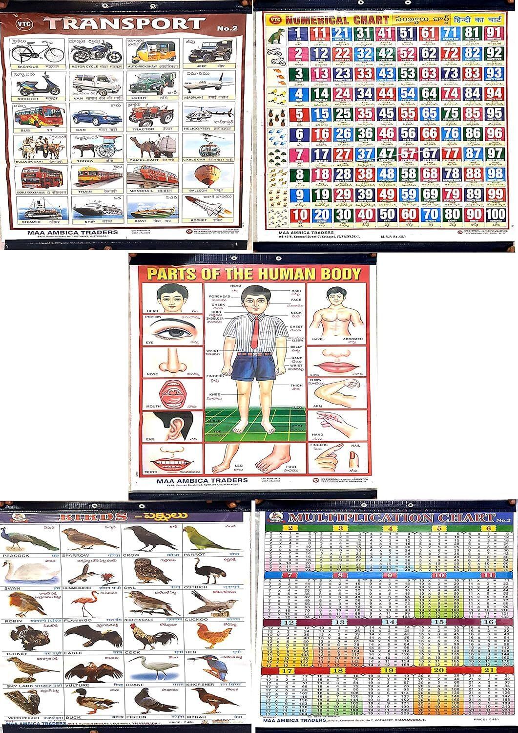 5 Charts For Kids(Numbers,Tables,Human Body,Birds,Transport)-image-13