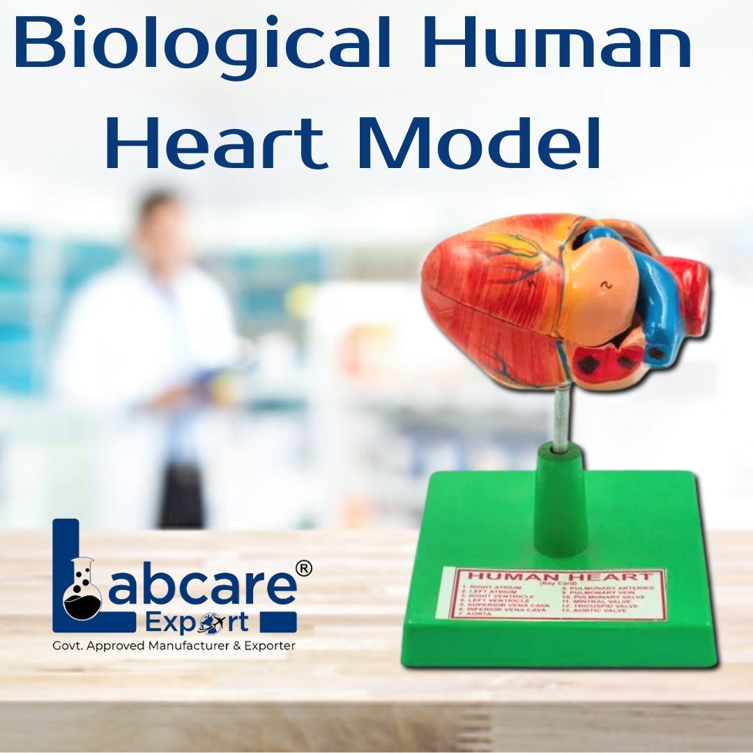 labcare Human Heart Model on Stand-picture-2